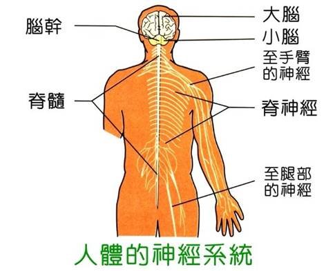 服用日本藤素对神经系统的影响